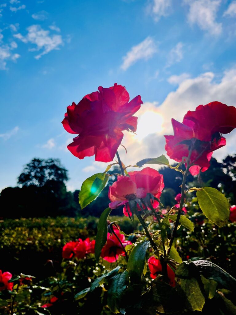 Photograph of red roses in Regents Park