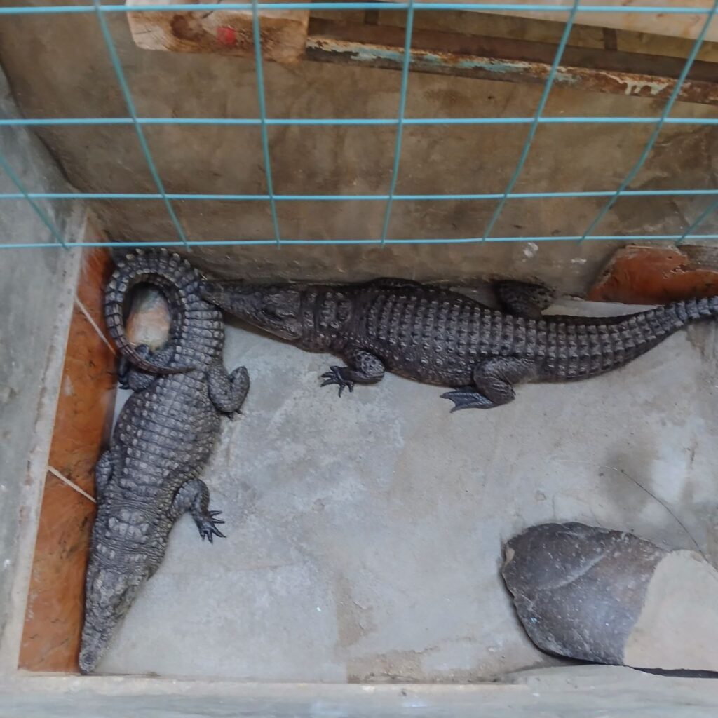 Photograph of three crocodiles