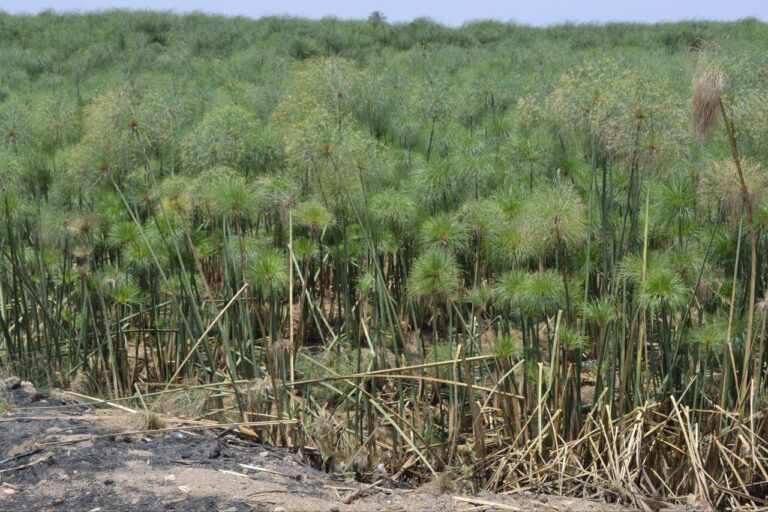 Papyrus Plant